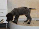 Собаки, щенята Німецька жорсткошерста лягава, ціна 5200 Грн., Фото