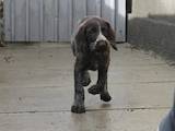 Собаки, щенята Німецька жорсткошерста лягава, ціна 5200 Грн., Фото