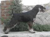 Собаки, щенята Цвергшнауцер, ціна 15000 Грн., Фото