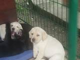 Собаки, щенки Лабрадор ретривер, цена 12800 Грн., Фото