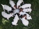 Собаки, щенки Джек Рассел терьер, цена 4000 Грн., Фото