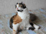 Кошки, котята Американский керл, цена 6500 Грн., Фото