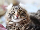 Кішки, кошенята Американський керл, ціна 6500 Грн., Фото