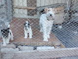 Собаки, щенята Жорсткошерстий фокстер'єр, ціна 3000 Грн., Фото