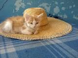 Кошки, котята Европейская короткошерстная, Фото