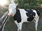 Животноводство,  Сельхоз животные Крупно-рогатый скот, цена 20000 Грн., Фото