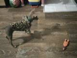 Собаки, щенки Русский гладкошерстный тойтерьер, цена 1800 Грн., Фото