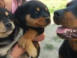 Собаки, щенки Ротвейлер, цена 3500 Грн., Фото