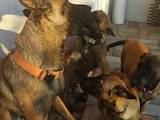 Собаки, щенки Бельгийская овчарка (Малинуа), цена 5500 Грн., Фото