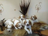 Собаки, щенки Неизвестная порода, цена 6500 Грн., Фото