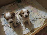 Собаки, щенята Невідома порода, ціна 6500 Грн., Фото