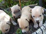 Собаки, щенки Американский стаффордширский терьер, цена 900 Грн., Фото