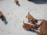 Собаки, щенята Угорська вижла, ціна 10000 Грн., Фото