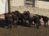 Животноводство,  Сельхоз животные Бараны, овцы, цена 11 Грн., Фото