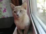Кішки, кошенята Бурма, ціна 10000 Грн., Фото
