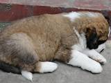 Собаки, щенки Московская сторожевая, цена 2500 Грн., Фото