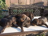 Собаки, щенята Жорсткошерста такса, ціна 1000 Грн., Фото