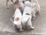 Собаки, щенки Чихуа-хуа, цена 3200 Грн., Фото