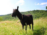 Животноводство,  Сельхоз животные Козы, цена 2100 Грн., Фото