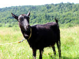 Тваринництво,  Сільгосп тварини Кози, ціна 2100 Грн., Фото