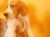 Собаки, щенята Англійський пойнтер, ціна 4500 Грн., Фото