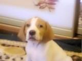 Собаки, щенята Англійський пойнтер, ціна 4500 Грн., Фото
