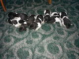 Собаки, щенки Немецкая жесткошерстная легавая, цена 1500 Грн., Фото