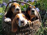 Собаки, щенята Бассет, ціна 5000 Грн., Фото