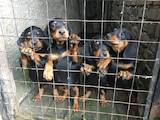 Собаки, щенята Російсько-Європейська лайка, ціна 5200 Грн., Фото