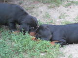 Собаки, щенки Русско-Европейская лайка, цена 5200 Грн., Фото