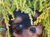 Собаки, щенята Йоркширський тер'єр, ціна 7500 Грн., Фото