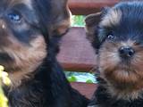Собаки, щенята Йоркширський тер'єр, ціна 7500 Грн., Фото