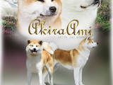 Собаки, щенки Акита-ину, цена 30000 Грн., Фото