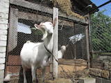 Животноводство,  Сельхоз животные Козы, цена 8000 Грн., Фото
