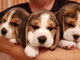 Собаки, щенки Бигль, цена 15000 Грн., Фото