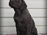 Собаки, щенята Лабрадор ретрівер, ціна 10000 Грн., Фото