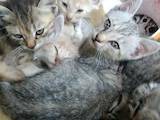 Кішки, кошенята Безпорідна, Фото