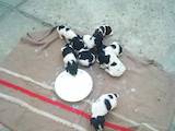 Собаки, щенята Російський спаніель, ціна 1300 Грн., Фото