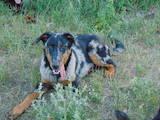 Собаки, щенята Босерон, ціна 6000 Грн., Фото