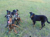 Собаки, щенки Босерон, цена 6000 Грн., Фото