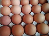 Продовольствие Яйца, цена 20 Грн., Фото