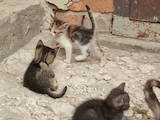 Кішки, кошенята Безпорідна, ціна 5 Грн., Фото