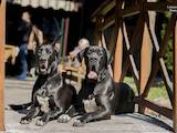 Собаки, щенки Немецкий дог, цена 8000 Грн., Фото
