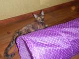 Кошки, котята Девон-рекс, цена 5000 Грн., Фото