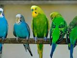 Папуги й птахи Папуги, ціна 45 Грн., Фото