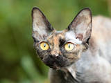 Кішки, кошенята Девон-рекс, ціна 8000 Грн., Фото