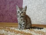 Кішки, кошенята Безпорідна, ціна 1 Грн., Фото