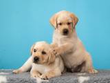 Собаки, щенята Лабрадор ретрівер, ціна 30000 Грн., Фото