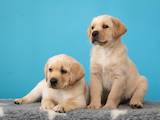 Собаки, щенки Лабрадор ретривер, цена 30000 Грн., Фото