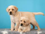 Собаки, щенки Лабрадор ретривер, цена 30000 Грн., Фото